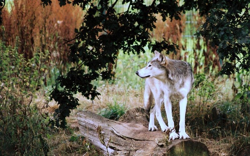 Wolf Standing on Log
