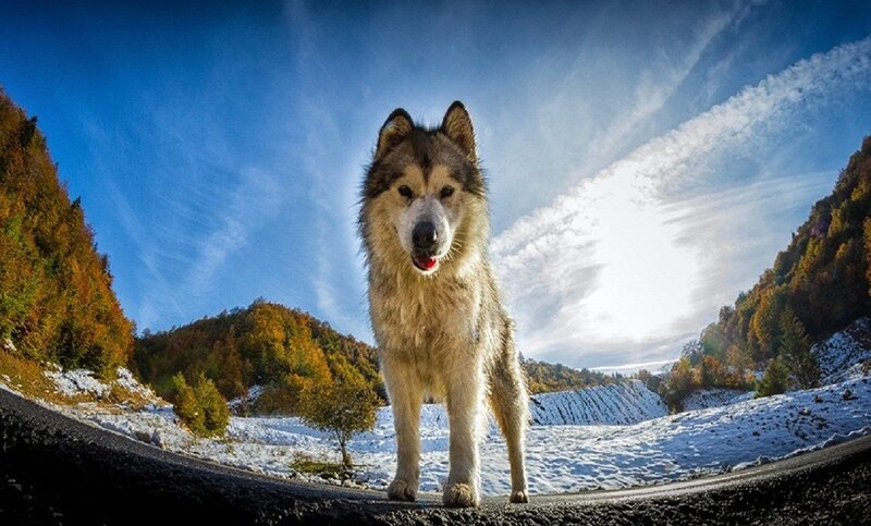 Wolf Standing on Road