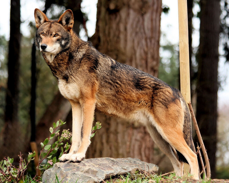 Wolf Standing on Rock — Brown, Alert