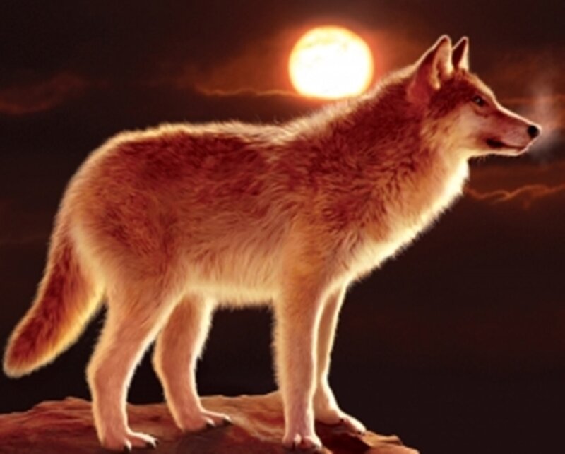 Wolf Standing on Rock — Brown