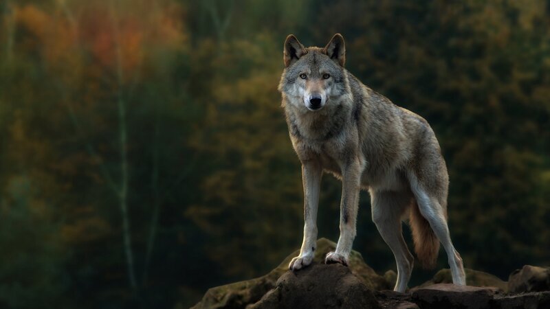 Wolf Standing on Rock — Gray, Alert