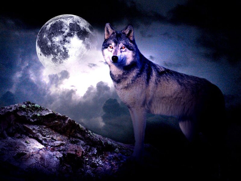 Wolf Standing on Rock — Gray, Dramatic, Night