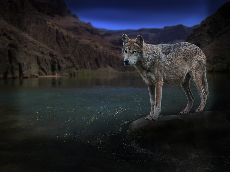 Wolf Standing on Rock — Gray, Dramatic