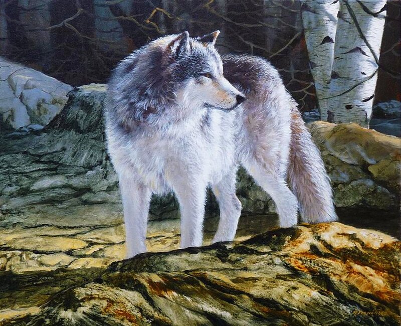 Wolf Standing on Rock — Gray