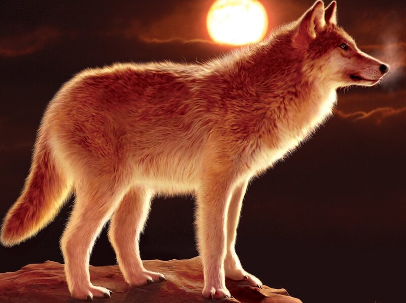 Wolf Standing on Rock