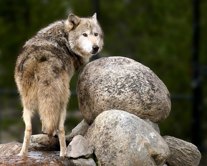 wolf standing on rocks
