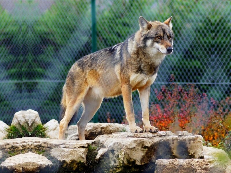 Wolf Standing on Rocks — Brown