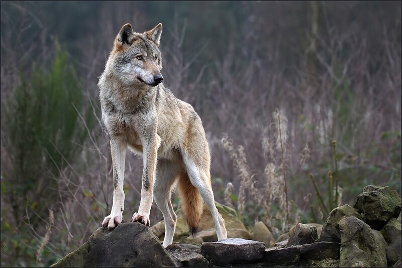 Wolf Standing on Rocks — Gray, Alert