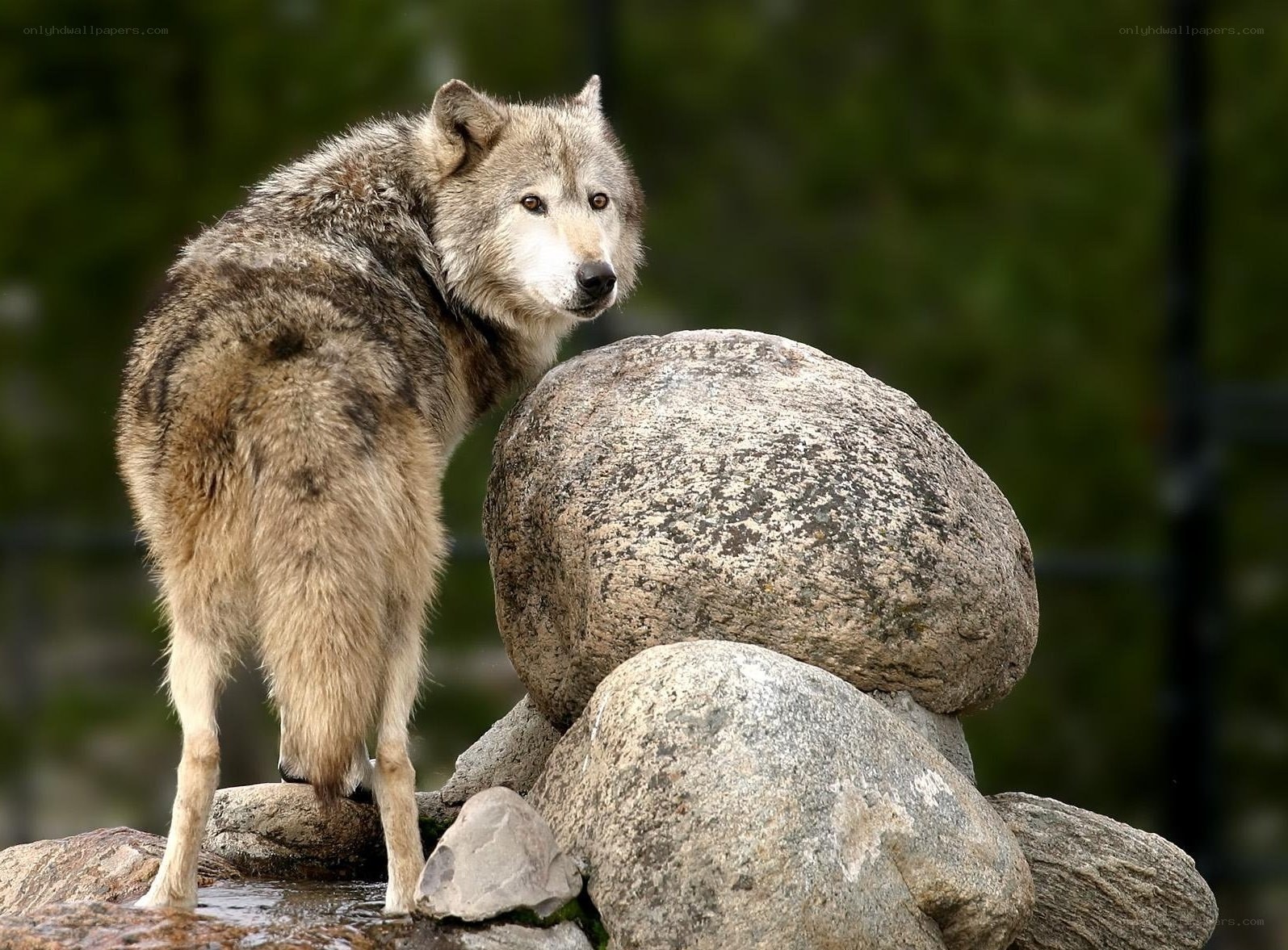 wolf standing on rocks