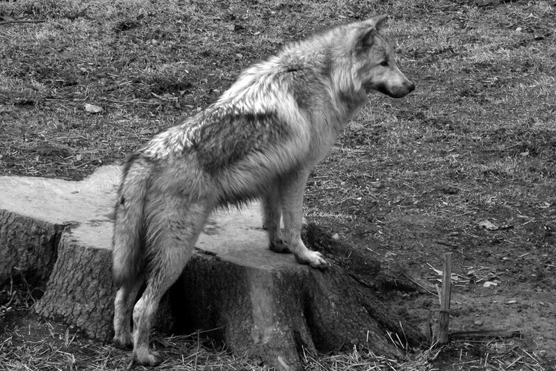 Wolf Standing on Stump