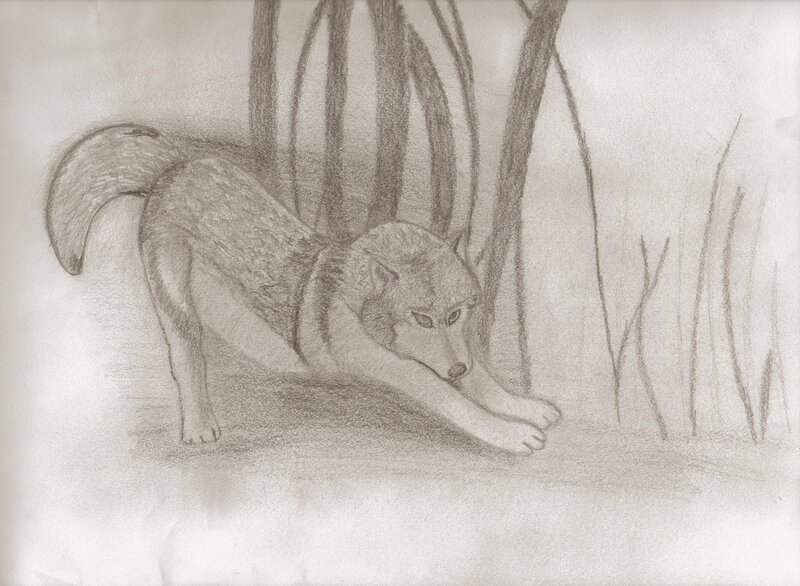 Wolf Stretching in Grass