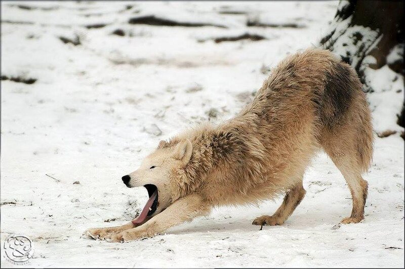 Wolf Stretching in Snow — White, Calm