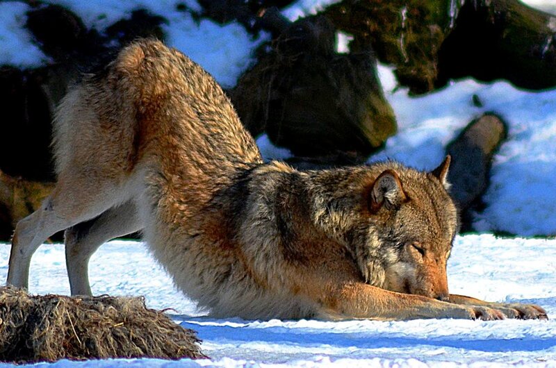 Wolf Stretching in Snow — White, Calm, Winter