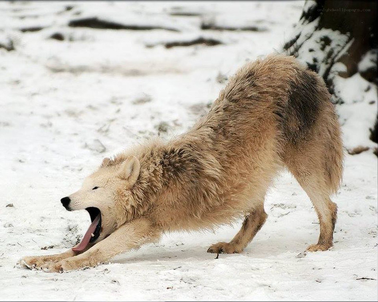 wolf stretching in snow