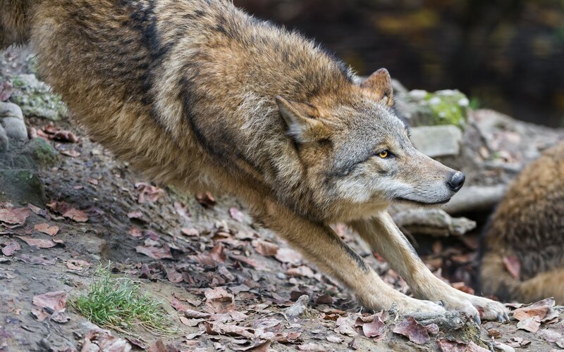 Wolf Stretching on Ground