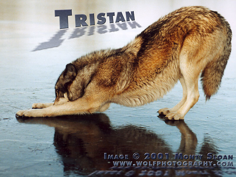 Wolf Stretching on Ice