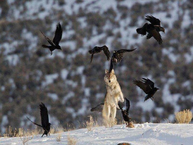 Wolf Surrounded by Crows