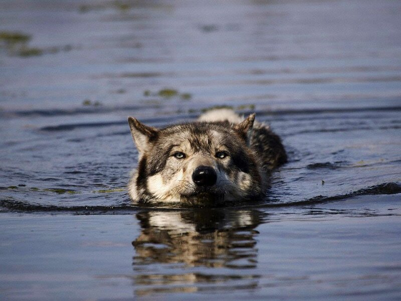 Wolf Swimming in Water — Gray