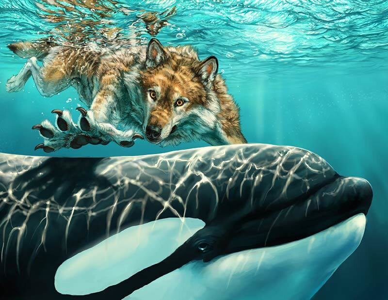 Wolf Swimming Underwater