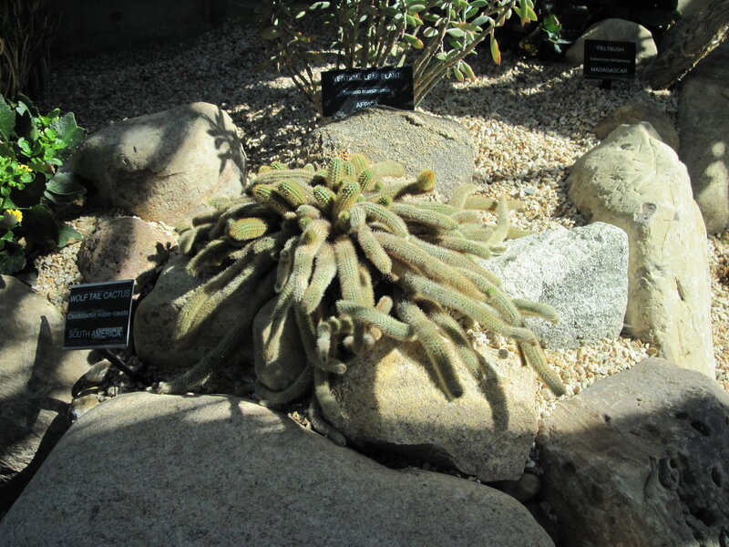 Wolf Tail Cactus Plant