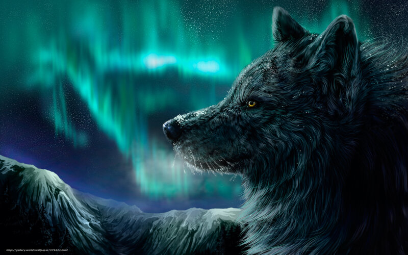 Wolf under aurora borealis