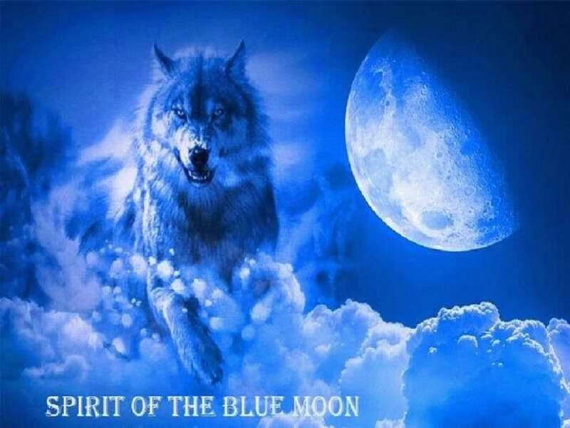 Wolf under Blue Moon