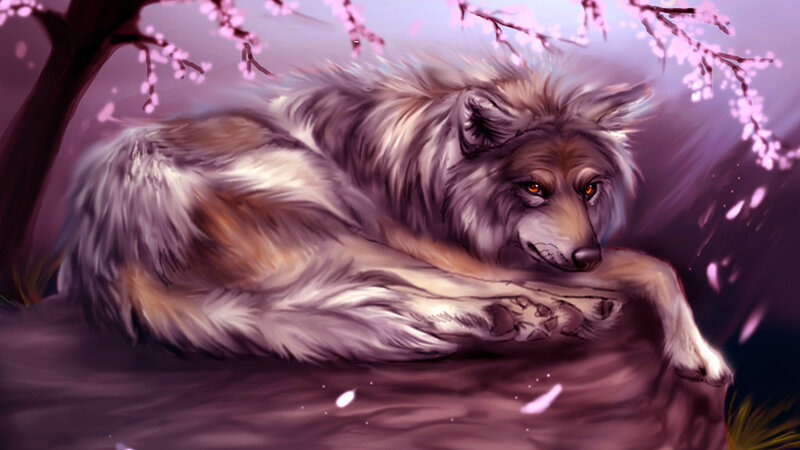 Wolf under Cherry Blossoms
