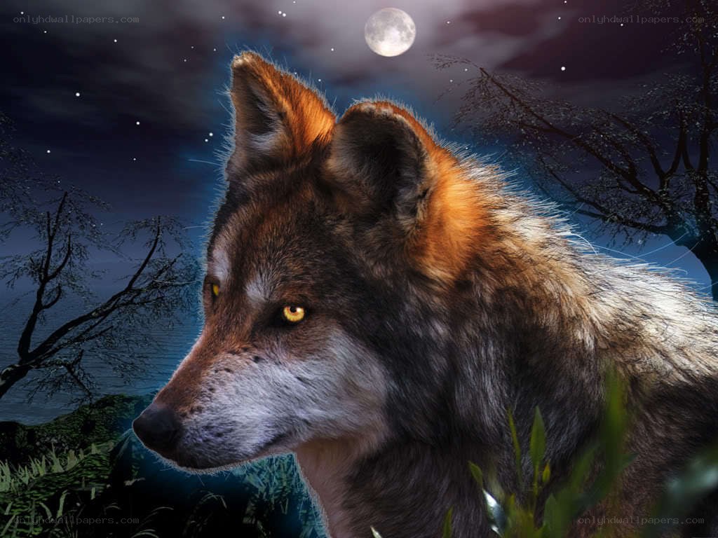 wolf under the moon