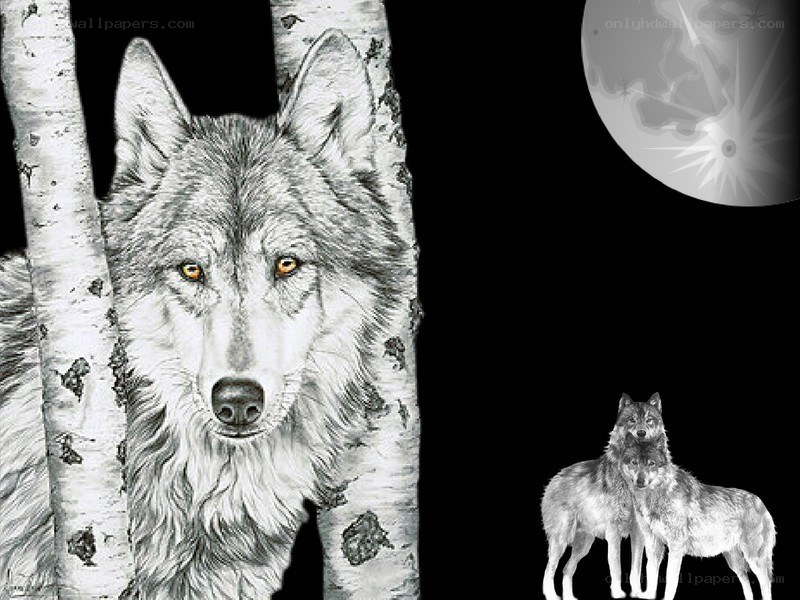 wolf under the moon