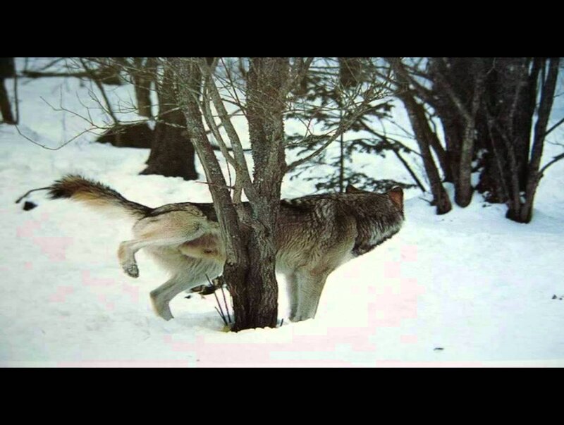 Wolf Urinating on Tree