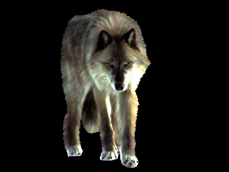 Wolf Walking Forward