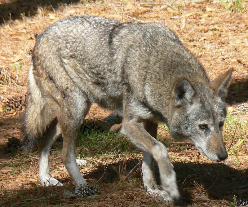 wolf walking in forest