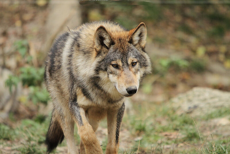 Wolf Walking in Forest — Brown, Alert