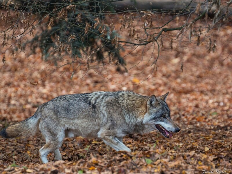 Wolf Walking in Forest — Brown, Natural, Autumn, Photograph