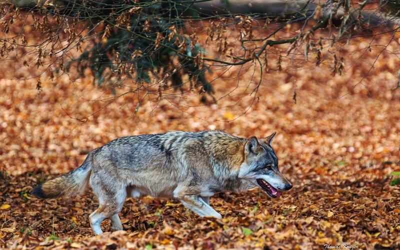 Wolf Walking in Forest — Brown, Natural, Autumn