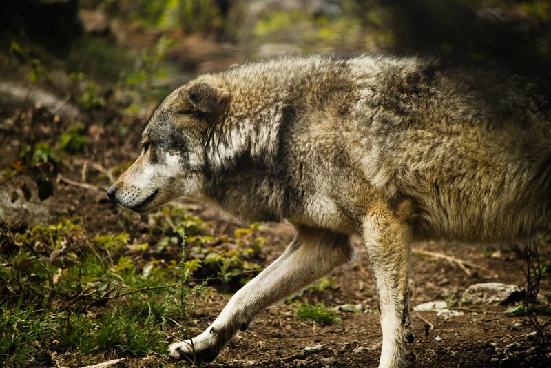 Wolf Walking in Forest — Brown, Natural