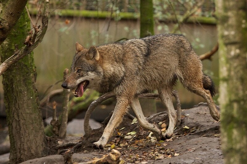 Wolf Walking in Forest — Brown