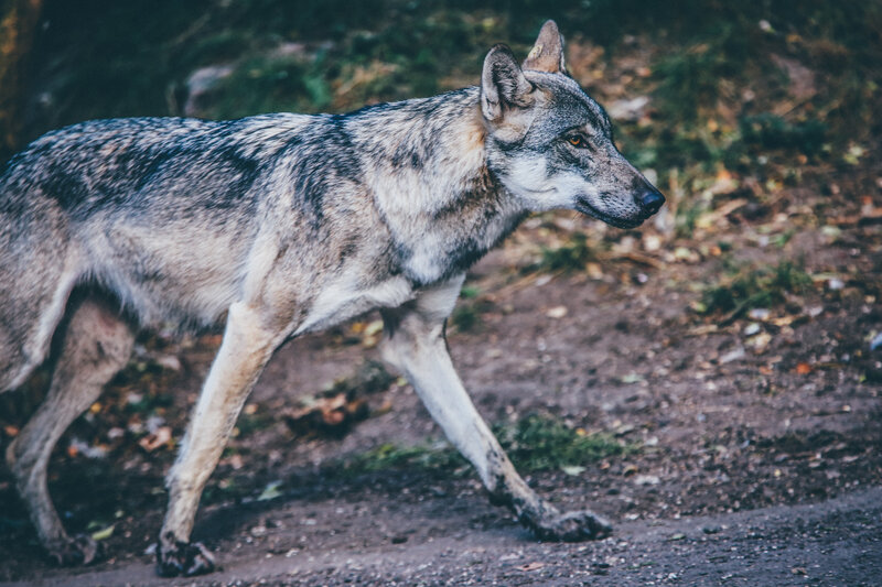 wolf walking in forest