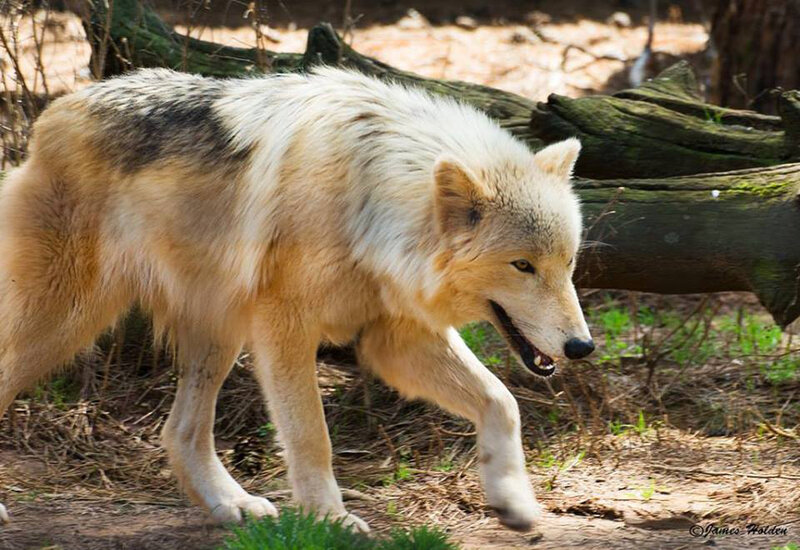 Wolf Walking in Forest — White