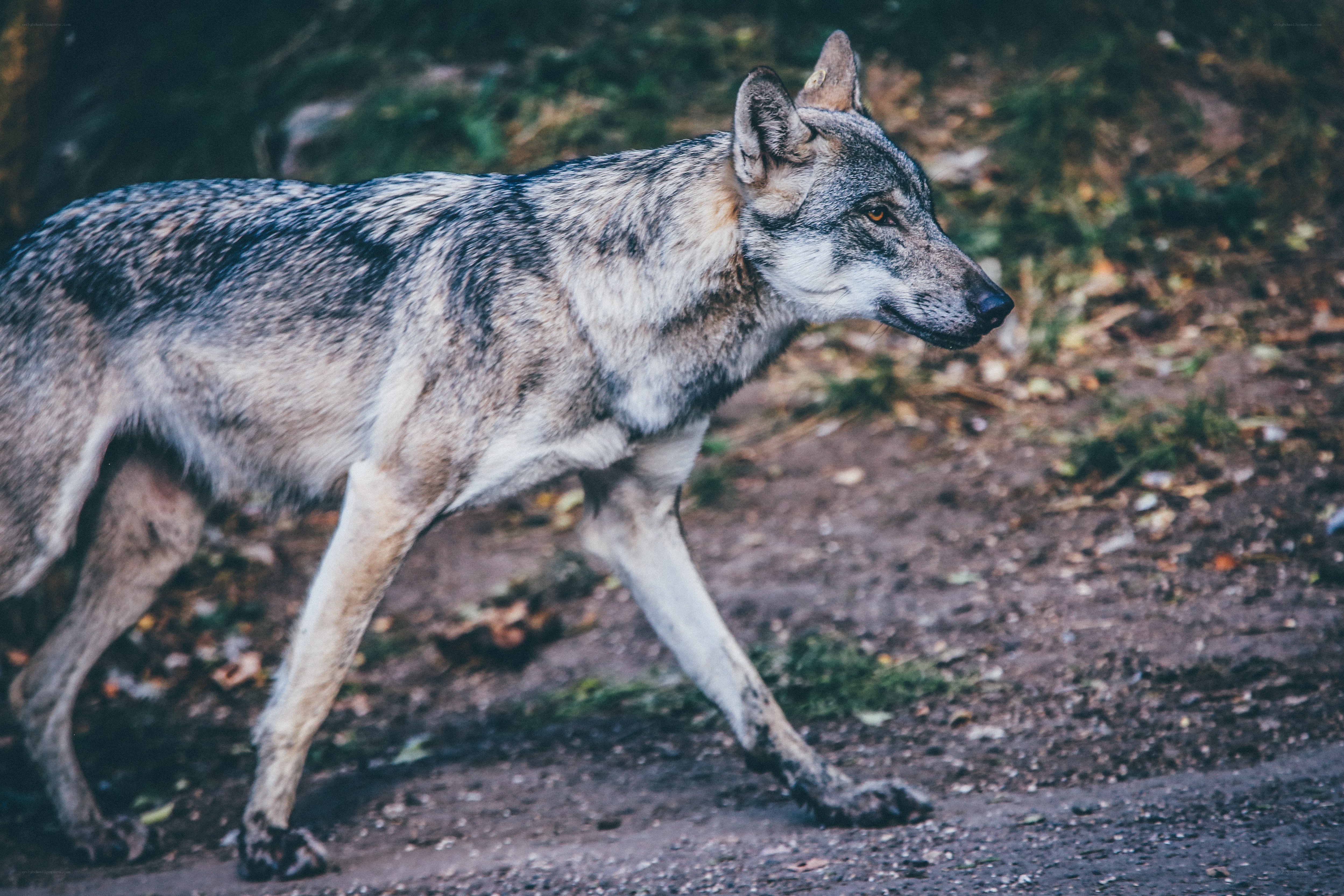 wolf walking in forest