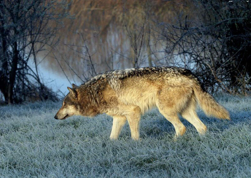Wolf Walking in Frost