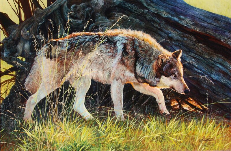 Wolf Walking in Grass