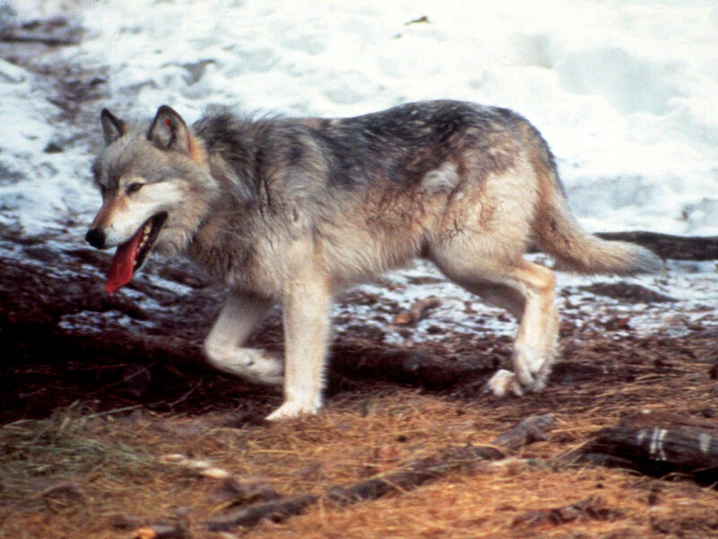 wolf walking in snow