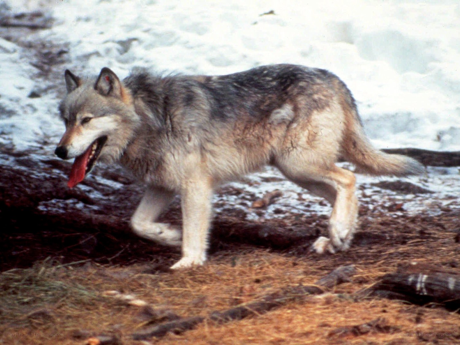 wolf walking in snow