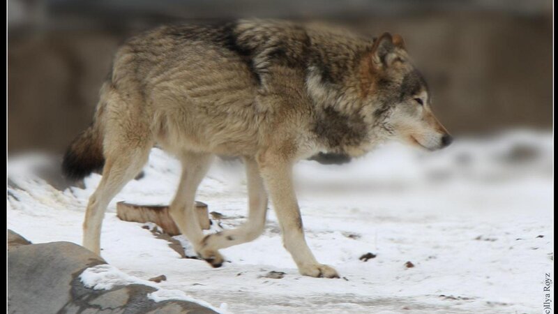 Wolf Walking in Snow — Gray, Calm
