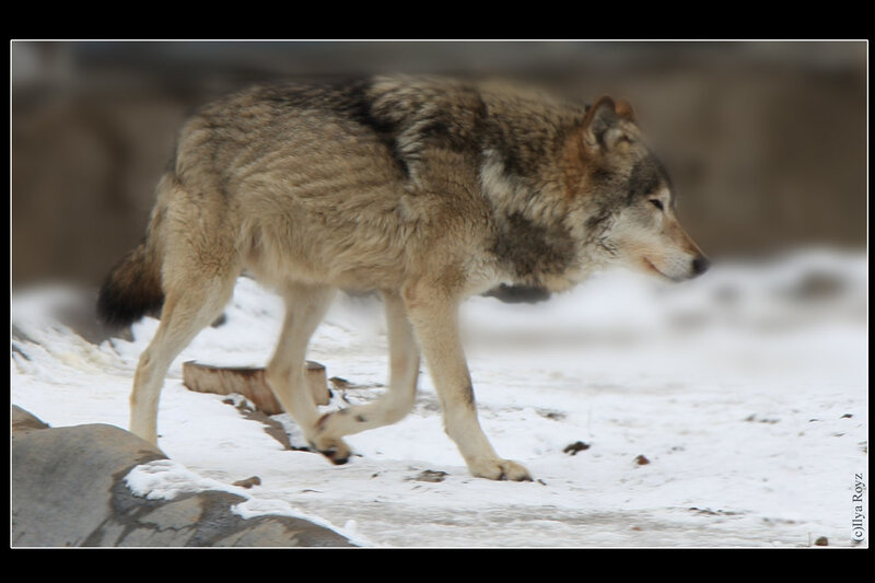 Wolf Walking in Snow — Gray