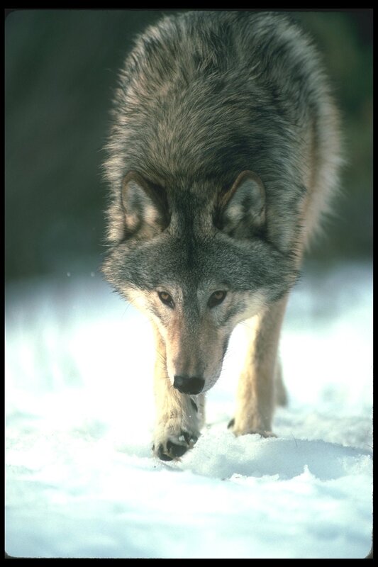 wolf walking in snow