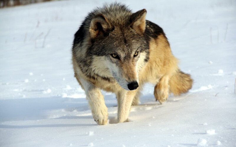 Wolf Walking in Snow — White, Alert