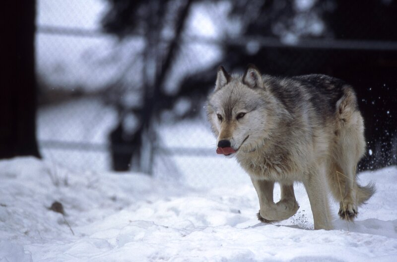Wolf Walking in Snow — White, Natural