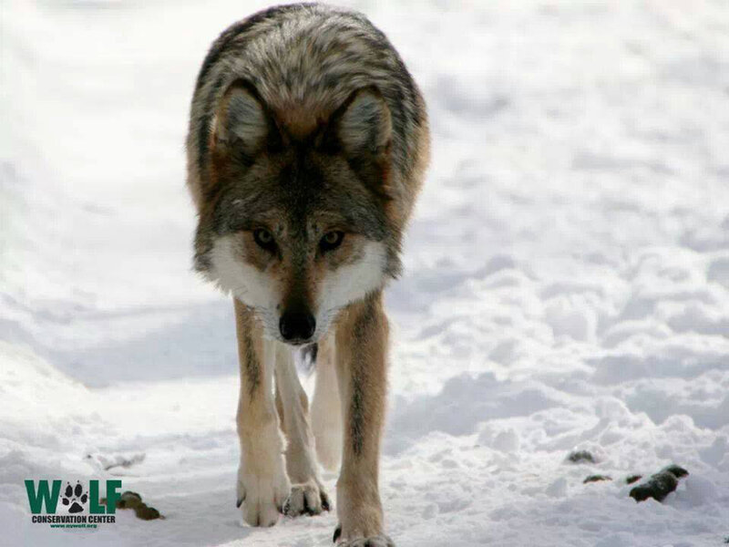 Wolf Walking in Snow — White, Neutral